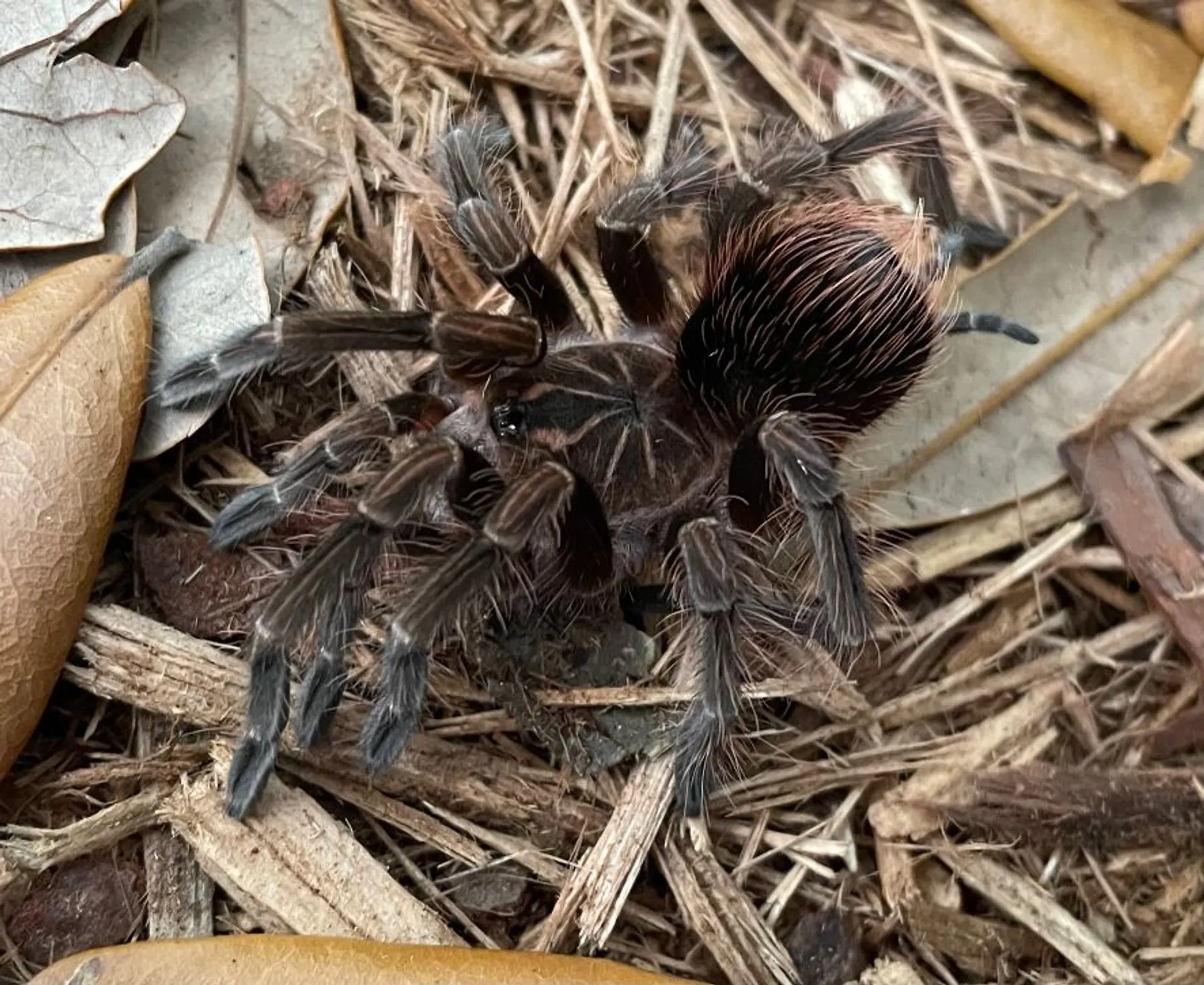 15426 p metallica tarantula health