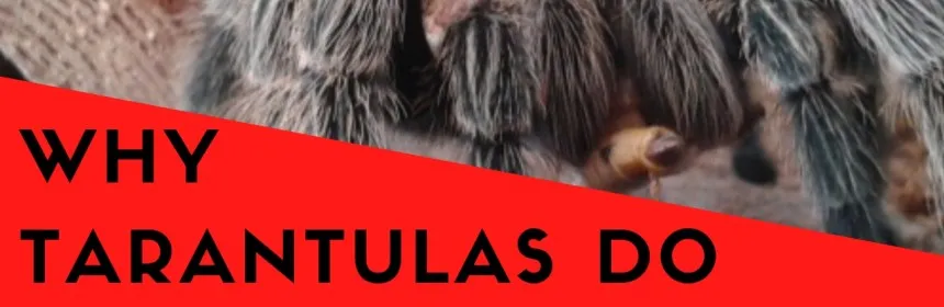 15427 tarantula vision