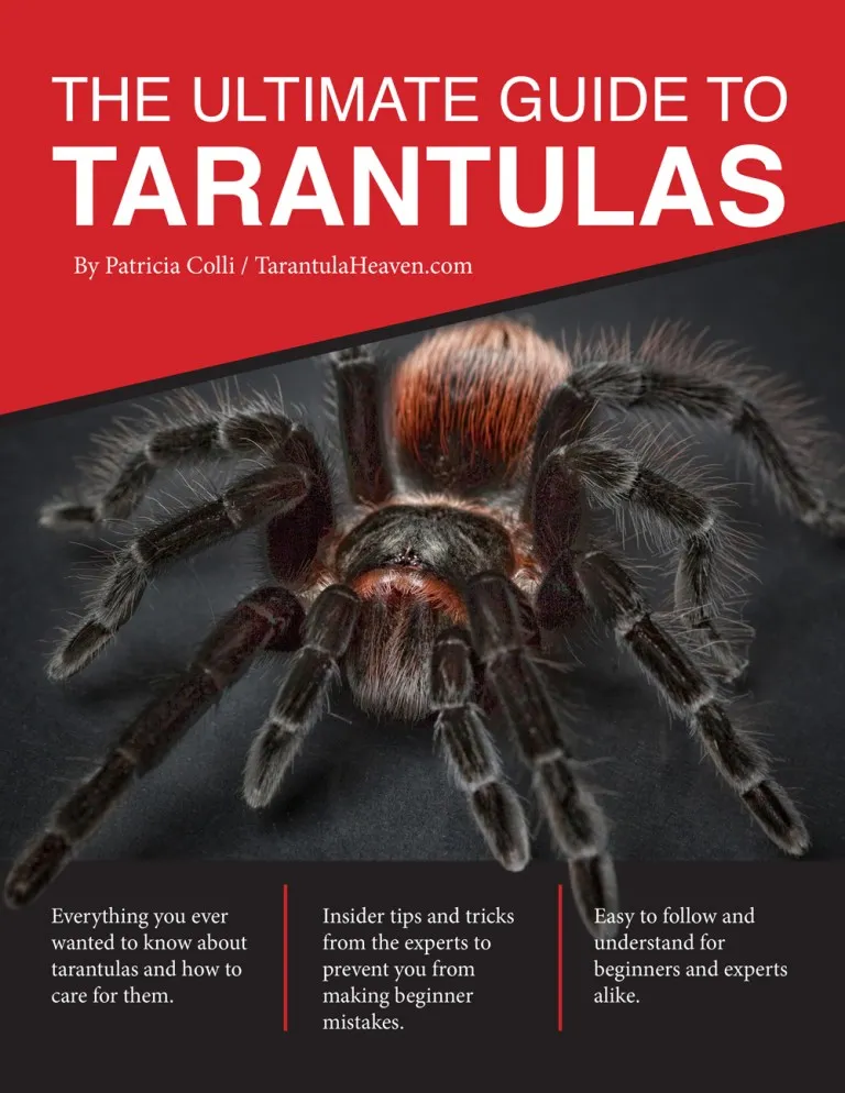 15428 tarantula eating