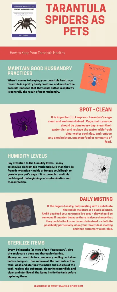 15428 tarantula handling