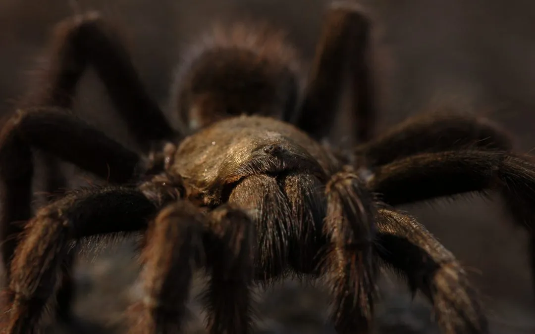 15428 tarantula substrate