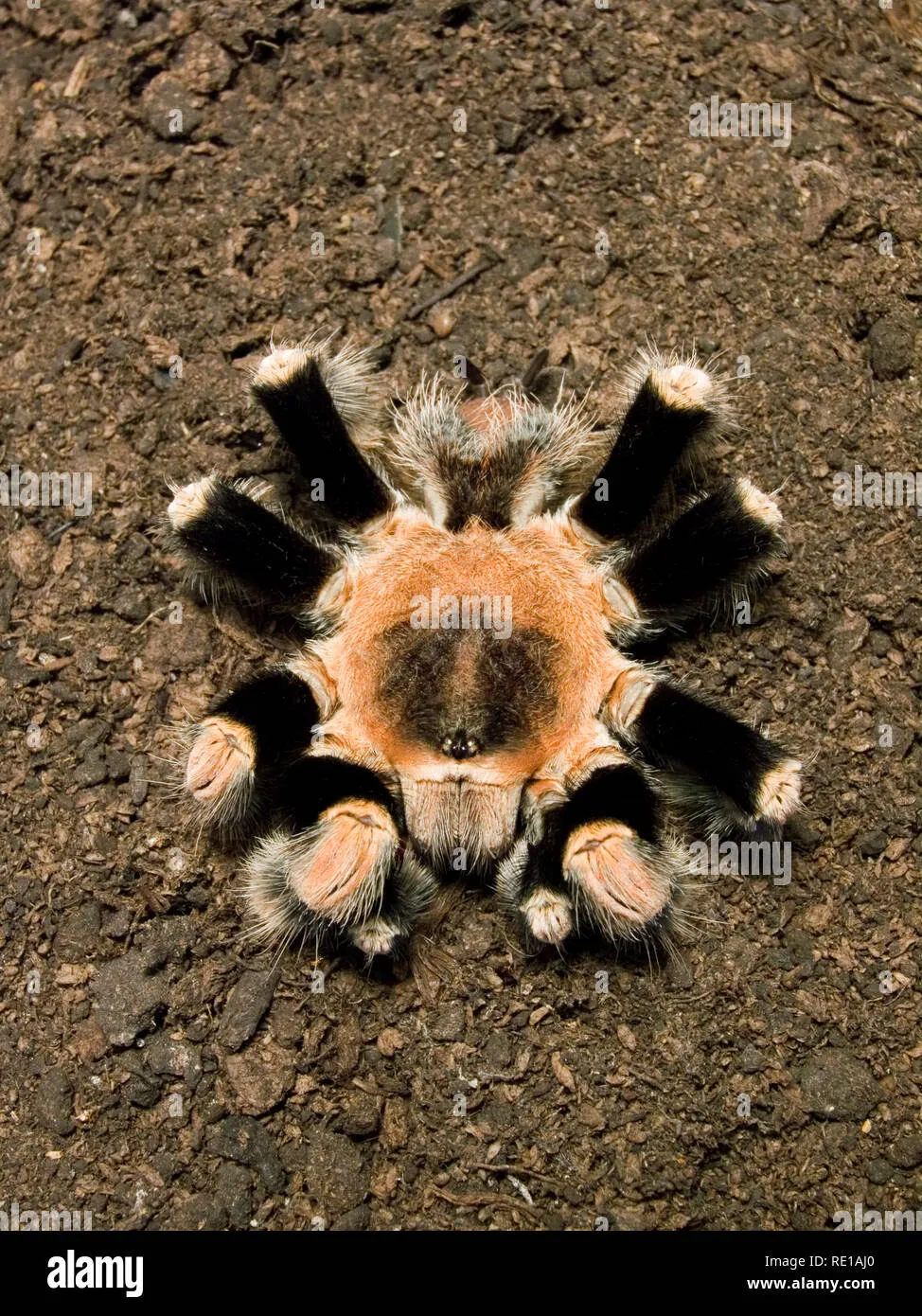15431 habitat destruction tarantula