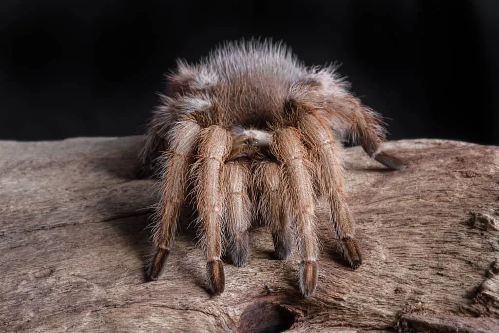 /img/15431-pesticide-impact-tarantula.webp