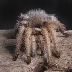 /img/15431-pesticide-impact-tarantula.webp