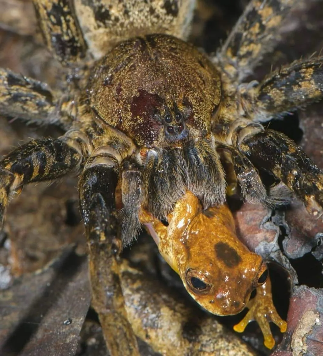 15431 reptiles tarantula