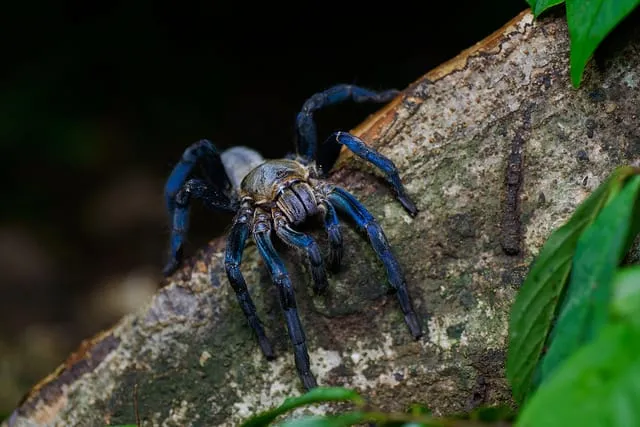15432 cobalt blue tarantula feeding