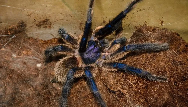 15432 cobalt blue tarantula handling