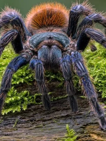 15432 cobalt blue tarantula molting
