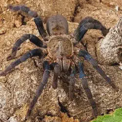 /img/15432-cobalt-blue-tarantula-parasite.webp