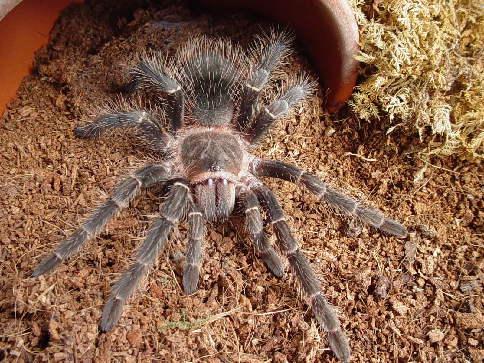 /img/15434-brazilian-salmon-pink-tarantula-enclosure.webp