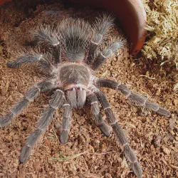 /img/15434-brazilian-salmon-pink-tarantula-enclosure.webp