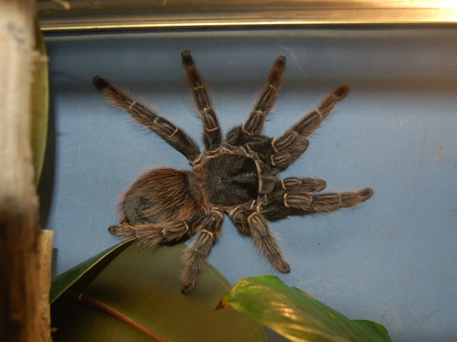 15434 brazilian salmon pink tarantula in habitat