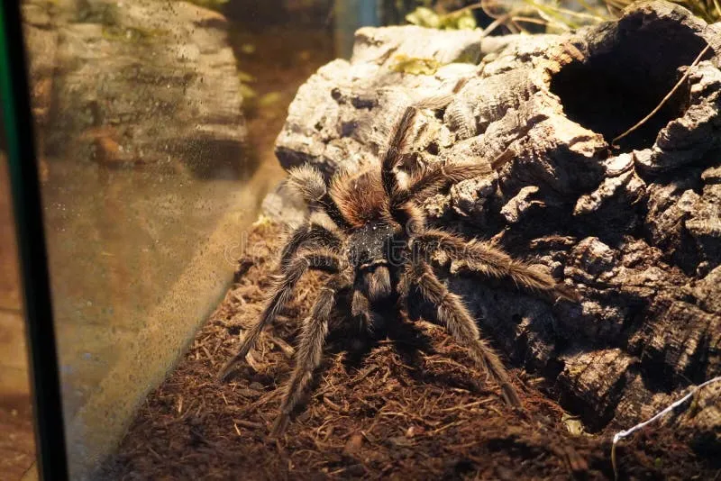 15434 brazilian salmon pink tarantula molting