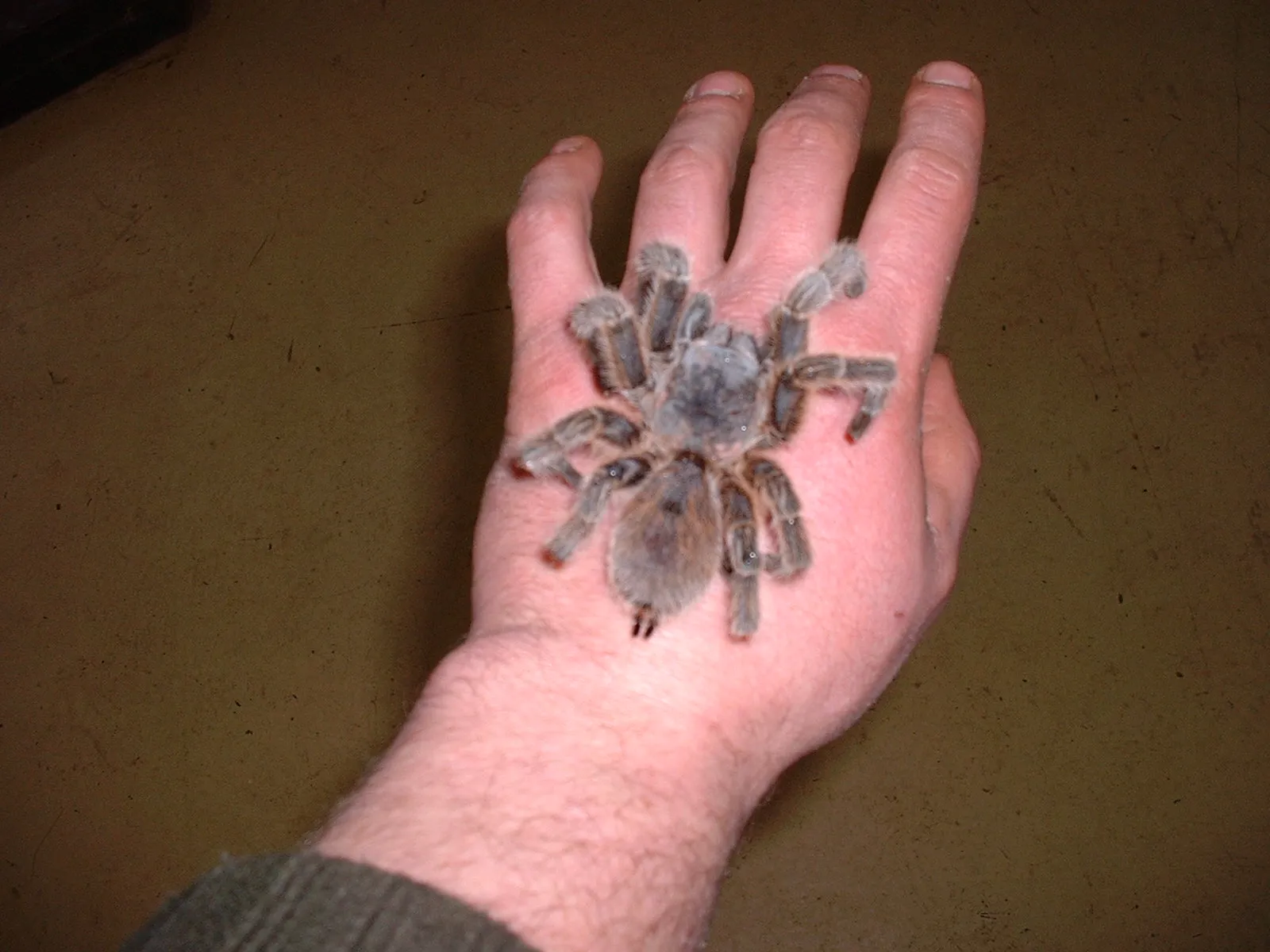 15435 chilean rose tarantula health