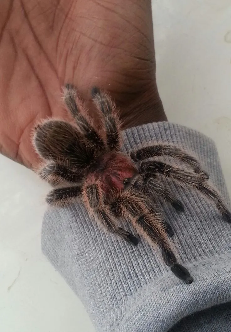 /img/15435-chilean-rose-tarantula-lifespan.webp