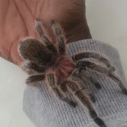 /img/15435-chilean-rose-tarantula-lifespan.webp