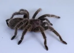 15436 rose hair tarantula handling