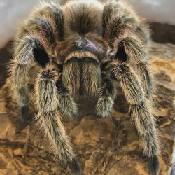 /img/15436-rose-hair-tarantula-humidity.webp