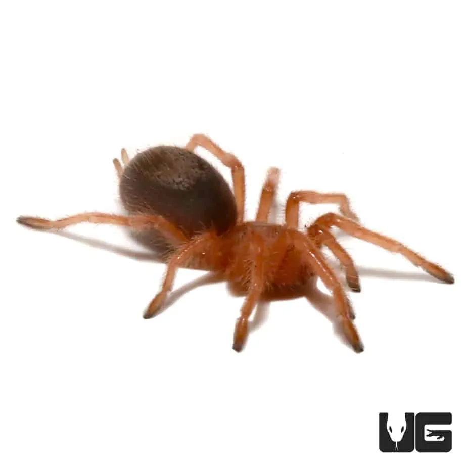 15436 rose hair tarantula substrate