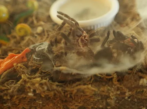 15437 dehydrated tarantula