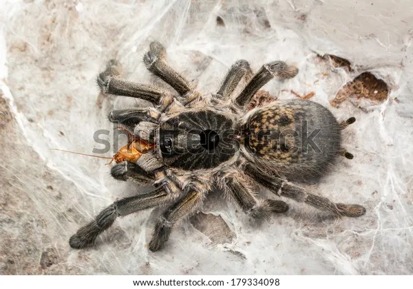 15437 healthy tarantula abdomen