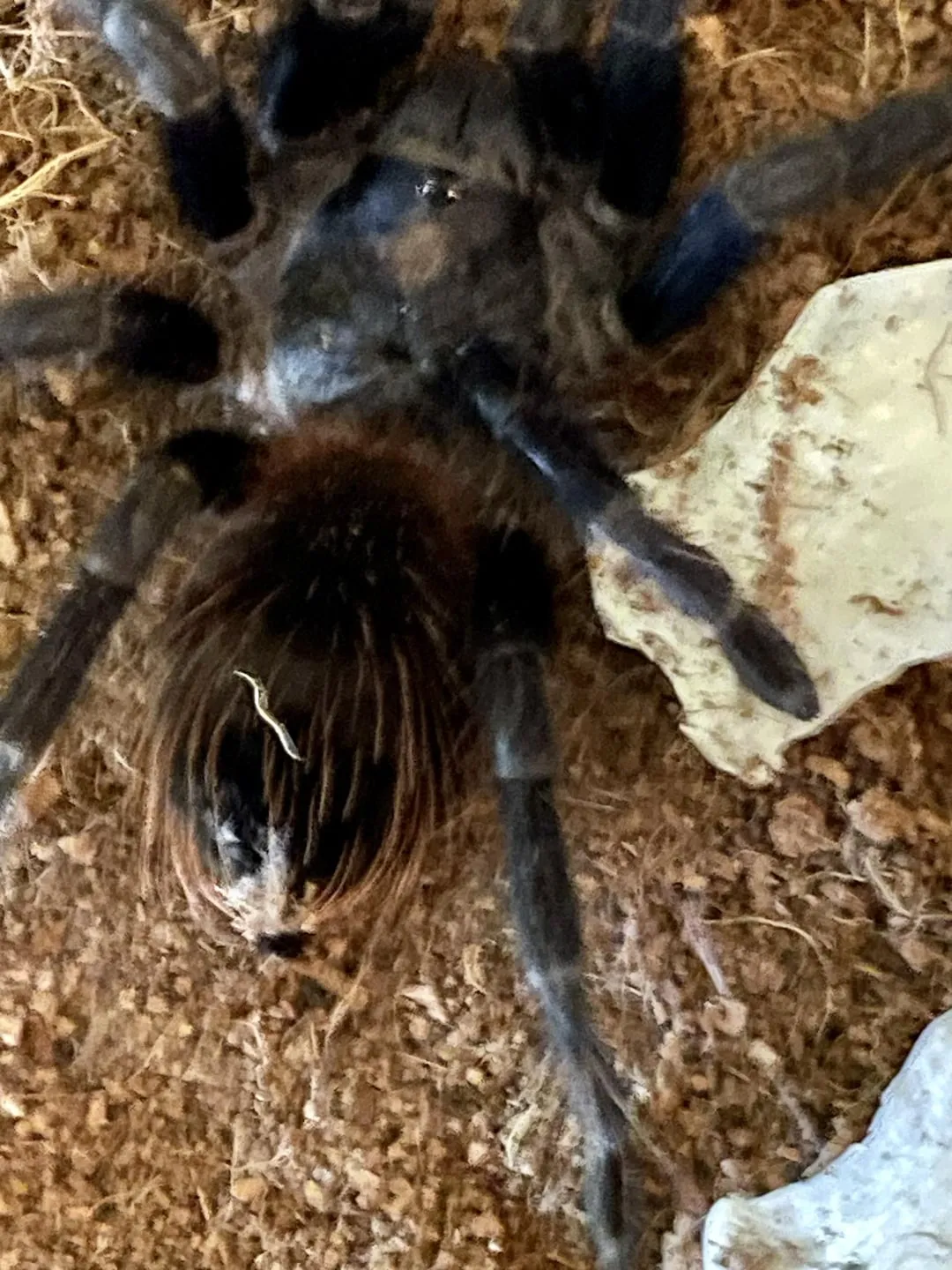 15437 molting tarantula