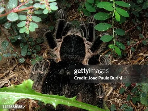 15437 tarantula anatomy