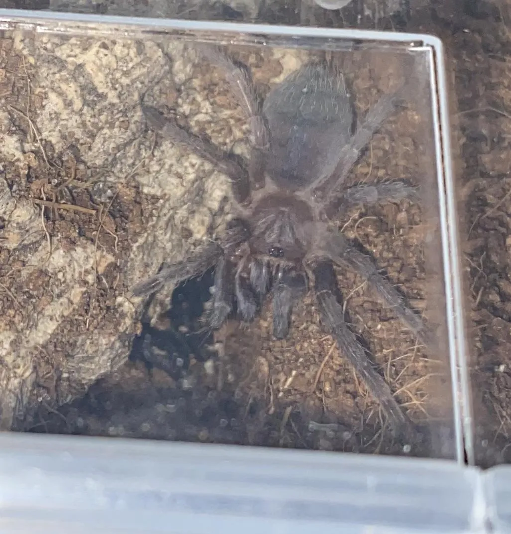 15437 tarantula parasites