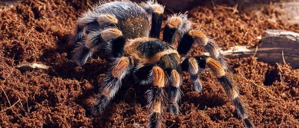 15438 red knee tarantula feeding