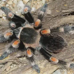/img/15438-red-knee-tarantula-health.webp