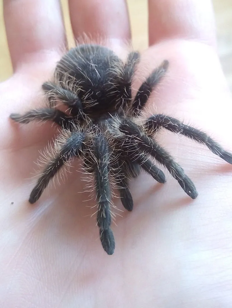 15439 tarantula hair handling