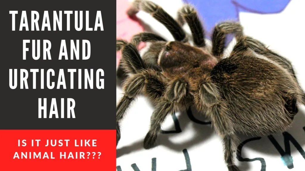 15439 tarantula hair irritation