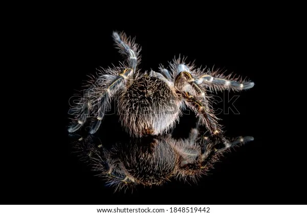 15439 tarantula hair overview