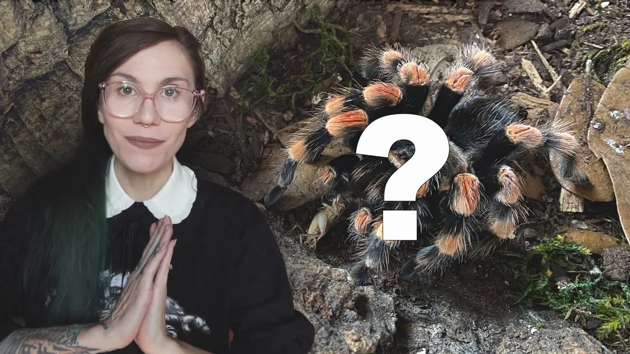 15440 chilean rose hair tarantula