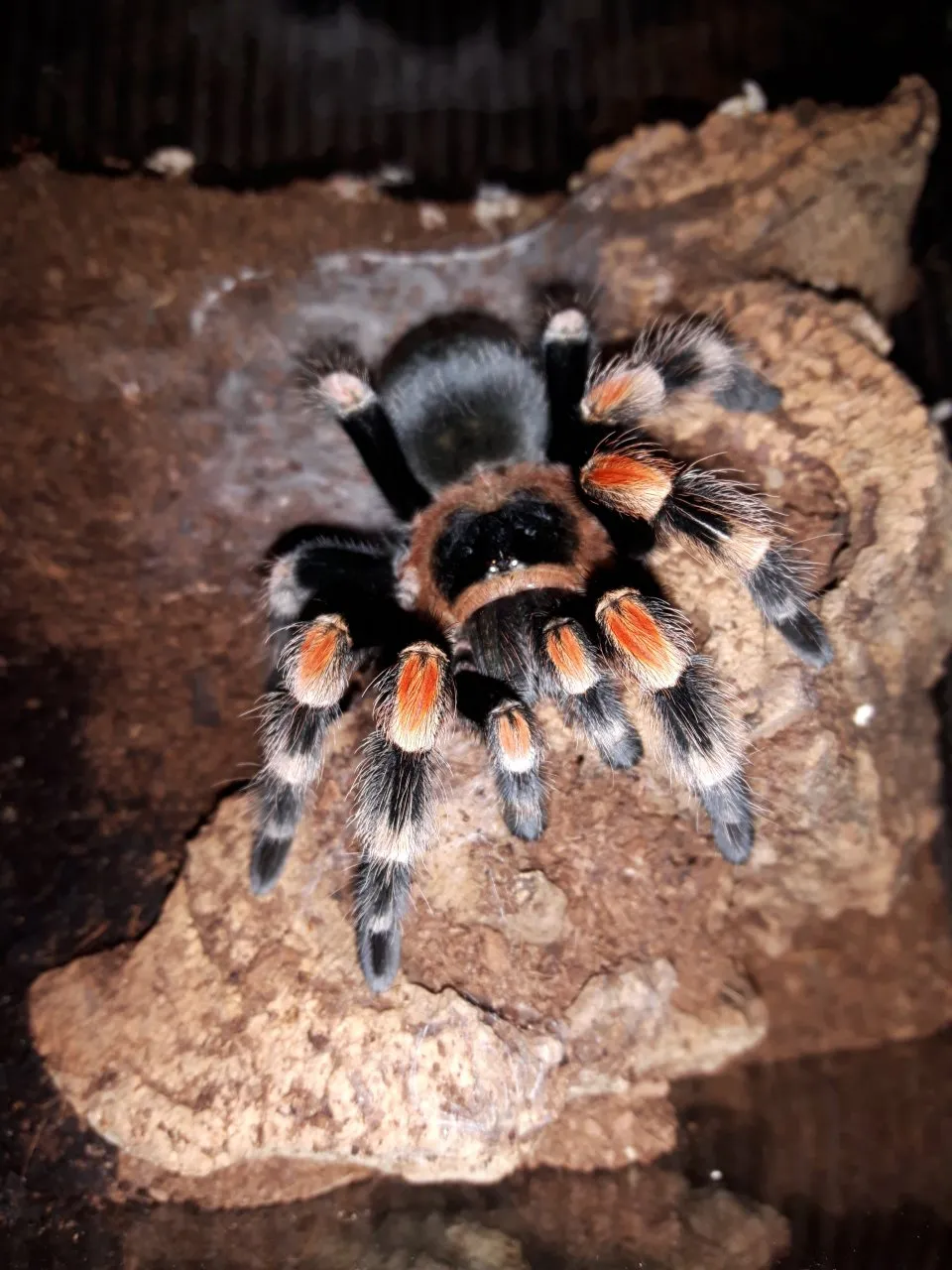 15440 pinktoe tarantula