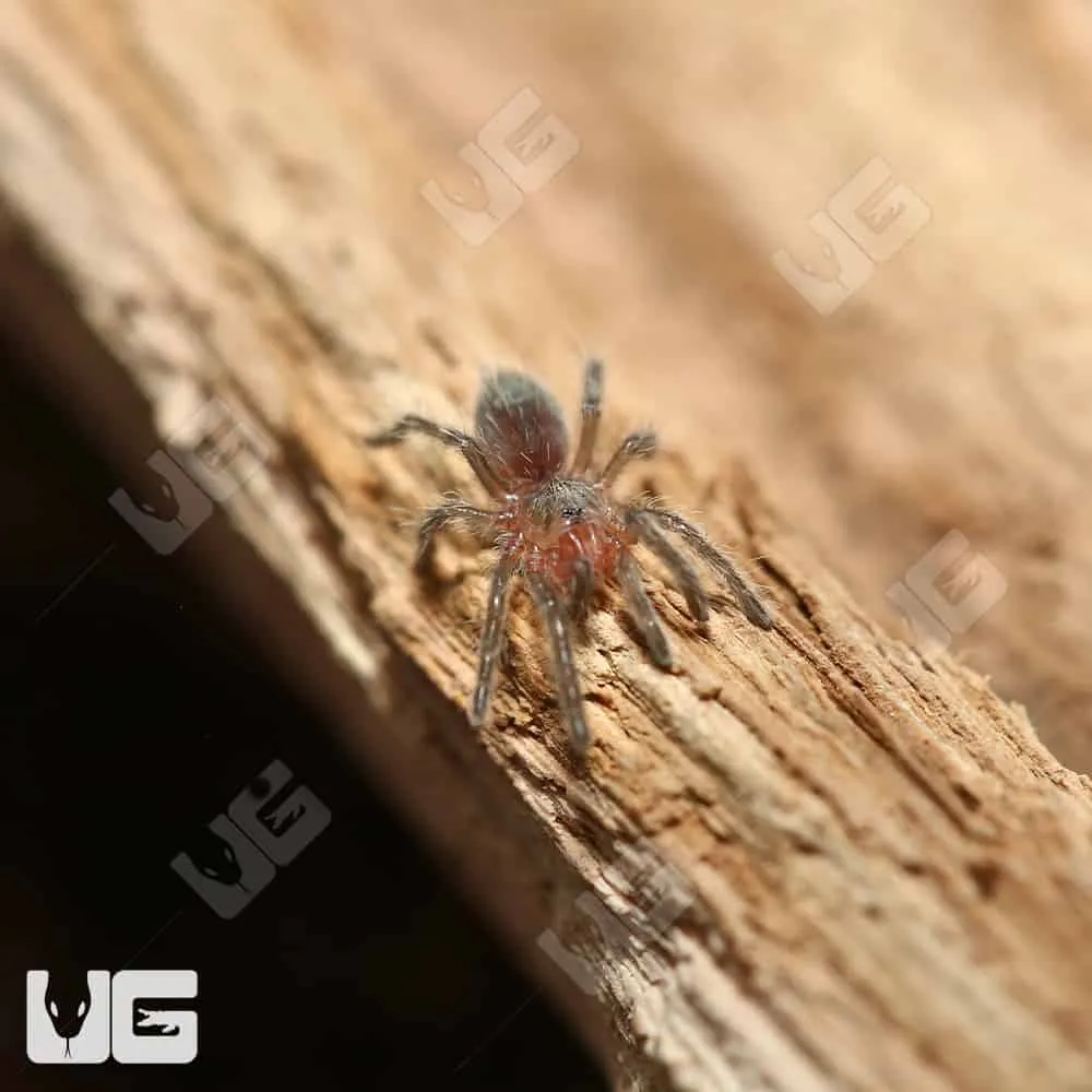 15441 fire leg tarantula sling feeding