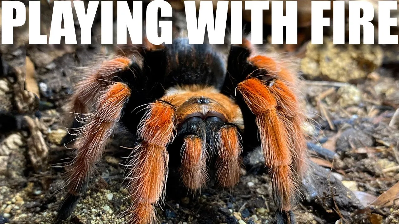 /img/15441-fire-leg-tarantula-sling-healthy.webp