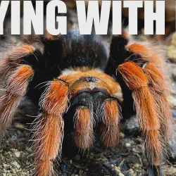 /img/15441-fire-leg-tarantula-sling-healthy.webp