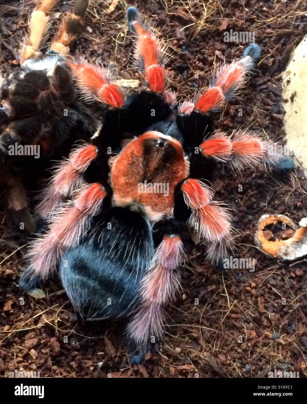 15441 fire leg tarantula sling humidity