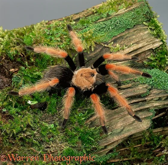 15441 fire leg tarantula sling molting