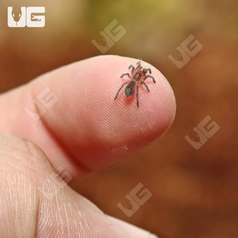 15441 fire leg tarantula sling substrate