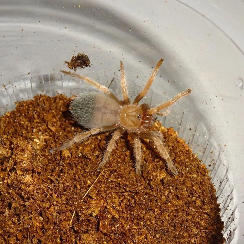 15441 fire leg tarantula sling water