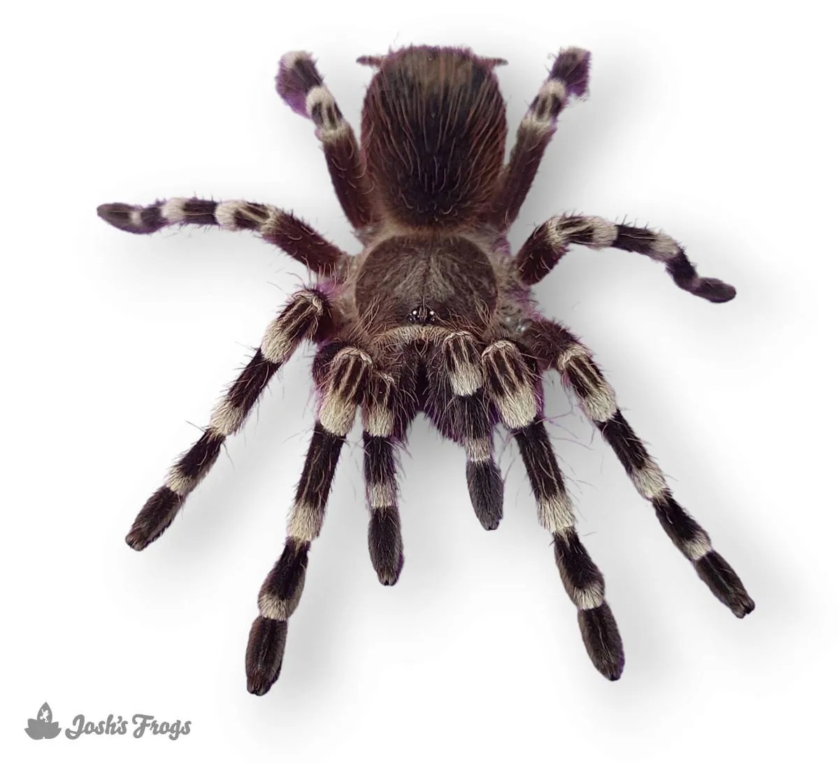 15443 tarantula geniculata balanced diet
