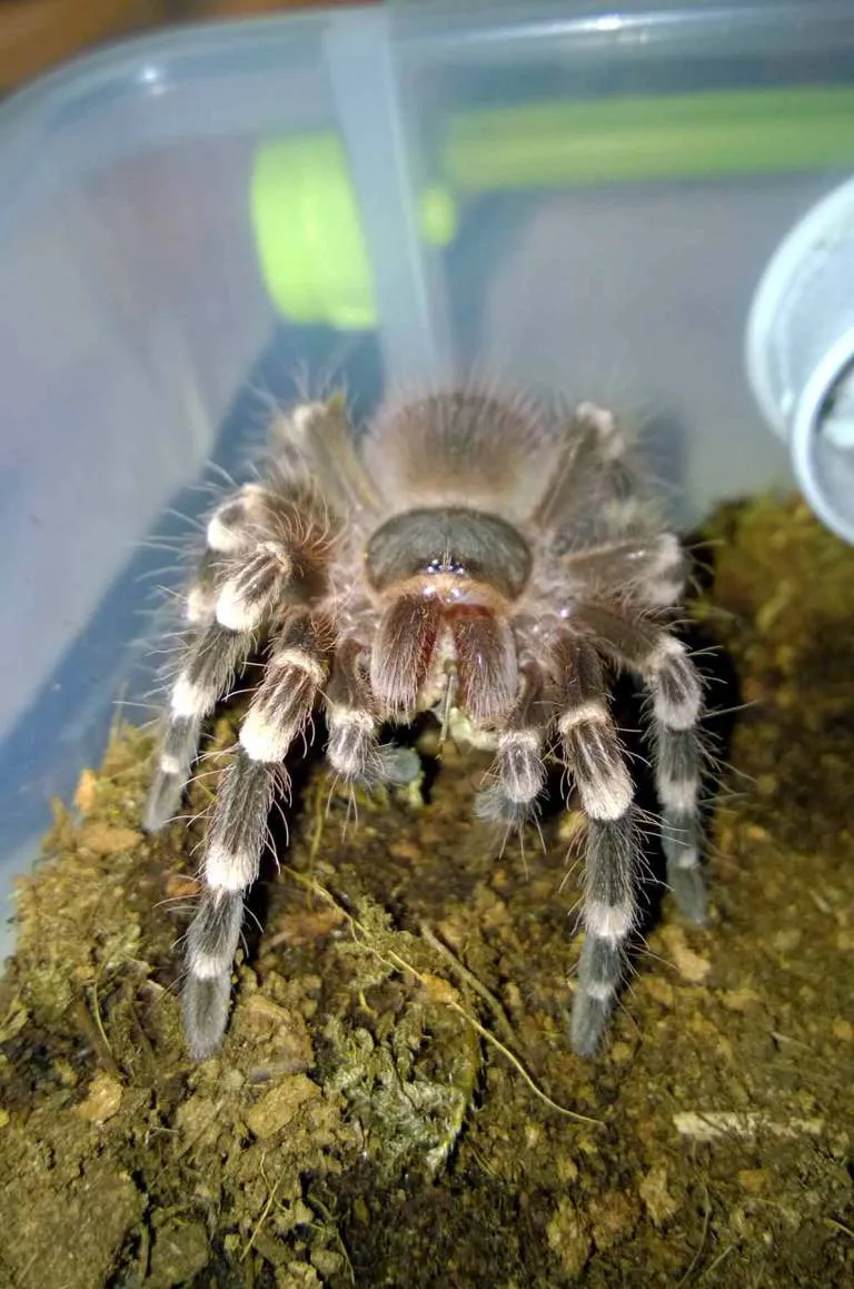 15443 tarantula geniculata clean enclosure