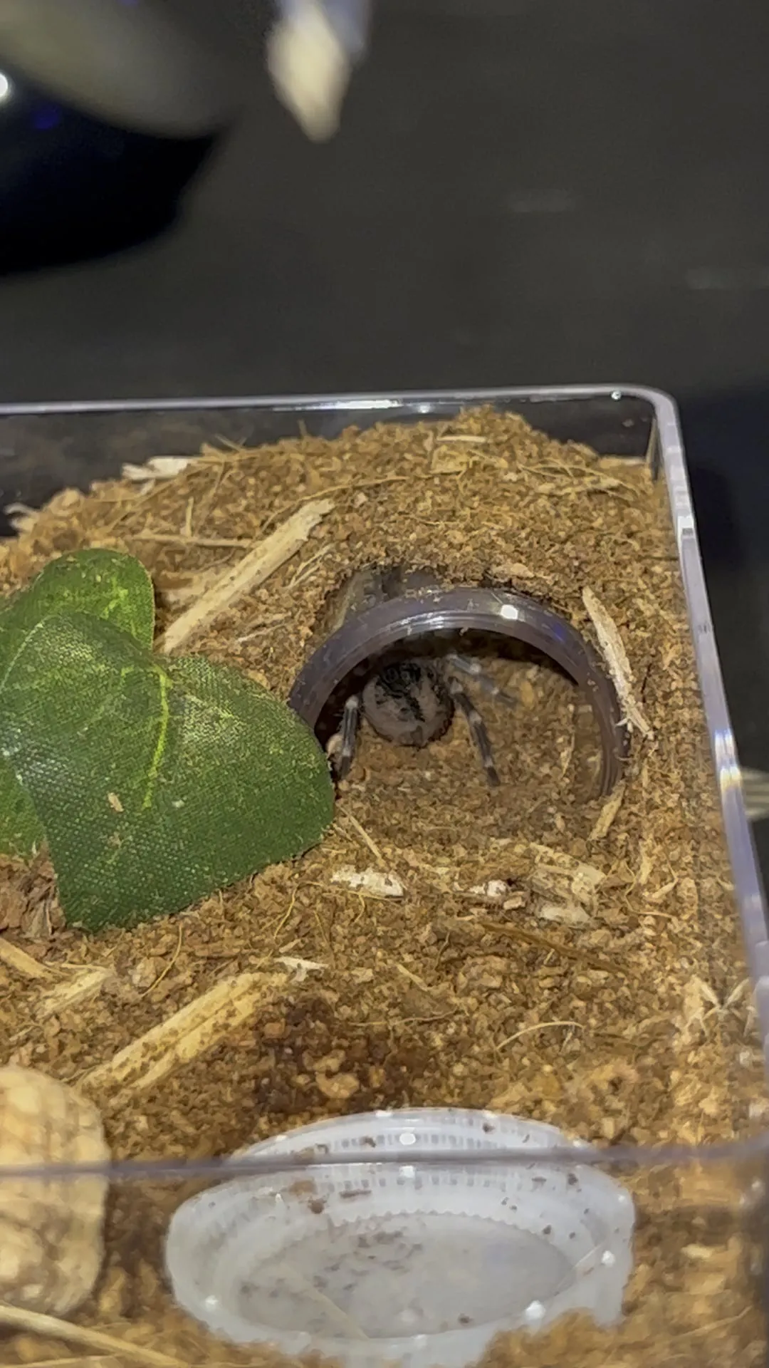 15443 tarantula geniculata feeding overview