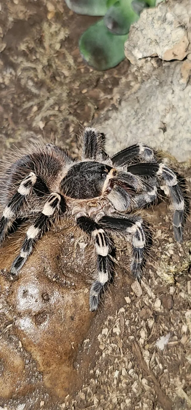 15443 tarantula geniculata feeding schedule
