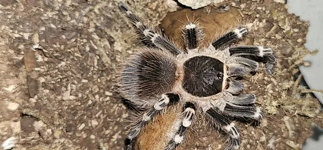 15443 tarantula geniculata prey options