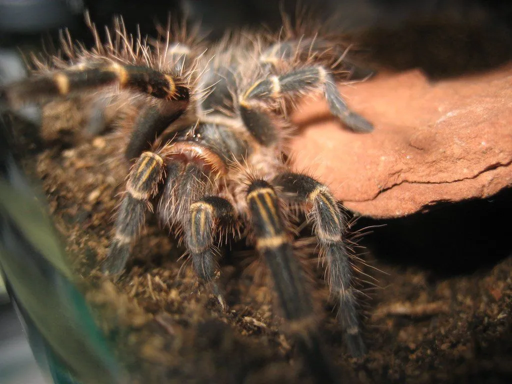 15444 golden knee tarantula feeding