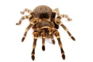 15444 golden knee tarantula handling