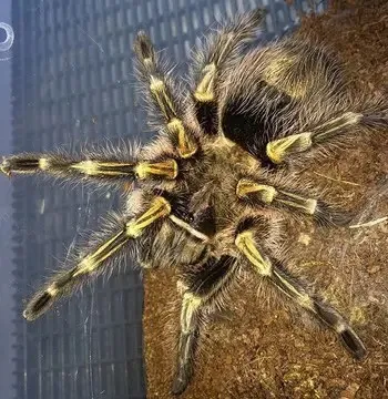 15444 golden knee tarantula molting